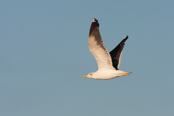 Kleine Mantelmeeuw, Lesser Black-backed Gull, Larus fuscus