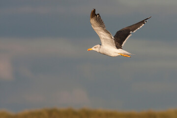 Kleine Mantelmeeuw, Lesser Black-backed Gull, Larus fuscus