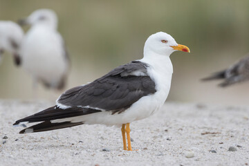 Kleine Mantelmeeuw, Lesser Black-backed Gull, Larus fuscus