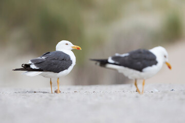 Kleine Mantelmeeuw, Lesser Black-backed Gull, Larus fuscus