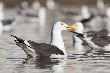 Lesser Black-backed Gull, Britse Kleine Mantelmeeuw, Larus fuscus ssp. graellsii