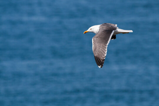 Lesser Black-backed Gull, Britse Kleine Mantelmeeuw, Larus fuscus ssp. graellsii