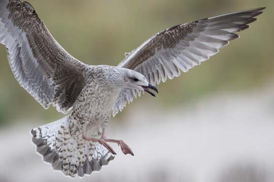 Kleine Mantelmeeuw, Lesser Black-backed Gull, Larus fuscus