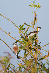 Grauwe Klauwier, Red-backed Shrike, Lanius collurio, Kleine Klapekster, Lesser Grey Shrike, Lanius...