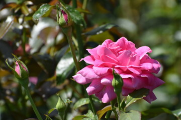 夏の庭園で咲くピンク色のバラの花　マヌウメイアン