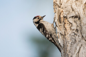Kleine Bonte Specht, Lesser Spotted Woodpecker, Dendrocopos minor