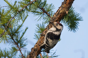 Kleine Bonte Specht, Lesser Spotted Woodpecker, Dendrocopos minor