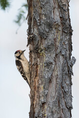 Kleine Bonte Specht, Lesser Spotted Woodpecker, Dendrocopos minor