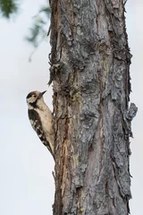 Foto op Aluminium Kleine Bonte Specht, Lesser Spotted Woodpecker, Dendrocopos minor © AGAMI