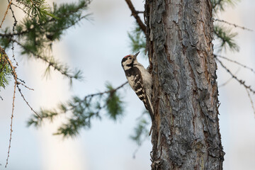 Kleine Bonte Specht, Lesser Spotted Woodpecker, Dendrocopos minor