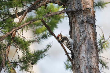 Kleine Bonte Specht, Lesser Spotted Woodpecker, Dendrocopos minor