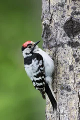 Foto op Aluminium Kleine Bonte Specht, Lesser Spotted Woodpecker, Dendrocopos minor © AGAMI