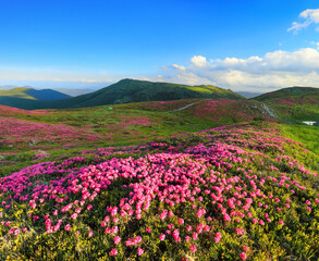 A lawn with flowers of pink rhododendron. Mountain landscape with beautiful sky and clouds. A nice summer day. Location Carpathian mountain, Ukraine, Europe.