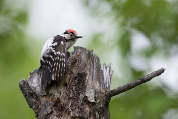 Kleine Bonte Specht, Lesser Spotted Woodpecker, Dendrocopos minor
