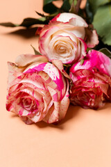 Beautiful bouquet of pink and white rose flowers close-up on beige pastel background