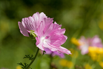 Obraz premium Rosen-Malve Malva alcea Einfache, zauberhafte, zartrosa Blüten hat diese Malve von Juni bis September zu bieten, satt sehen kann man sich da ganz und gar nicht.