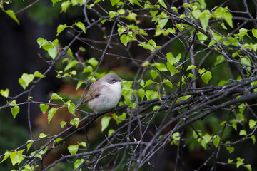 Vale Braamsluiper, Desert Lesser Whitethroat, Sylvia althaea halimodendri