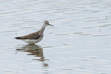 Lesser Yellowleg, Kleine Geelpootruiter, Tringa flavipes