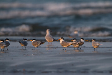 Bengaalse Stern, Lesser Crested Tern, Thalasseus bengalensis bengalensis