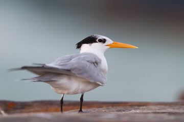 Bengaalse Stern, Lesser Crested Tern, Thalasseus bengalensis bengalensis