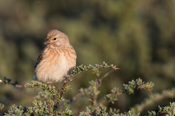 Kneu, Common Linnet, Carduelis cannabina bella