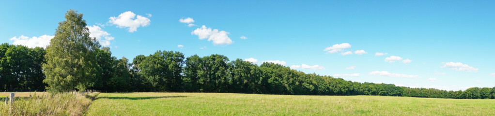 Fototapeta na wymiar Weide im Sommer am Waldrand - Wiese mit Bäume Panorama