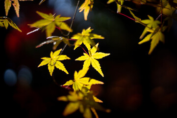 平林寺の紅葉