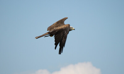 red and black kite flying in blue sky