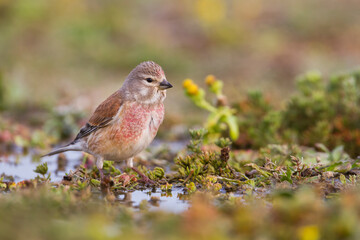 Kneu, Common Linnet, Carduelis cannabina mediterranea