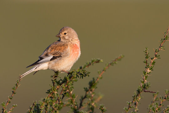 Kneu, Common Linnet, Carduelis cannabina bella