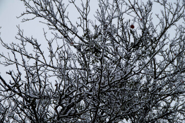 Tree branches covered with snow, frost, hoarfrost and ice  in public park picturesque landscape...