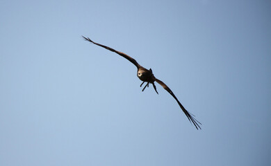 red and black kite flying in blue sky