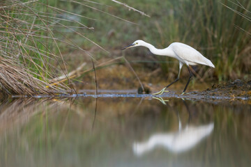 Kleine Zilverreiger, Little Egret, Egretta garzetta