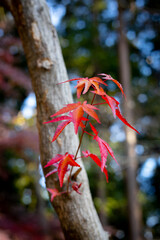 平林寺の紅葉