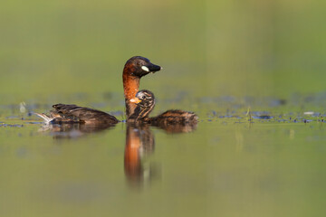 Dodaars, Little Grebe, Tachybaptus ruficollis