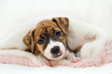 Cute little brindle pit bull puppy lies on a paw. Dog isolated on white background. Wrapped in a pink sweater. Head tilted