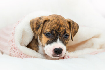 Cute little brindle pit bull puppy lies on a paw. Dog isolated on white background. Wrapped in a pink sweater. Looking into the camera