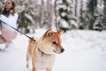 Portrait of a red shiba inu dog with black leash in winter on white snow on the forest background.