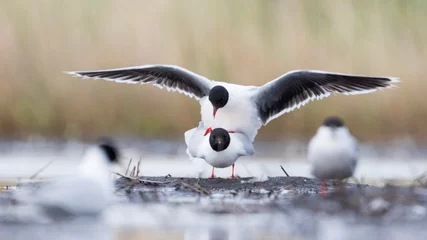 Fototapeten Dwergmeeuw, Little Gull, Hydrocoloeus minutus © AGAMI