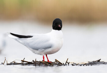 Dwergmeeuw, Little Gull, Hydrocoloeus minutus