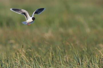 Dwergmeeuw, Little Gull, Hydrocoloeus minutus