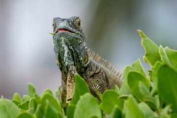 Iguana in the Cayman Islands.