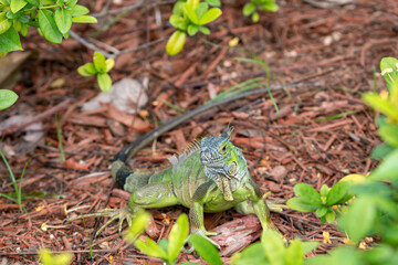 Iguana in the Cayman Islands.