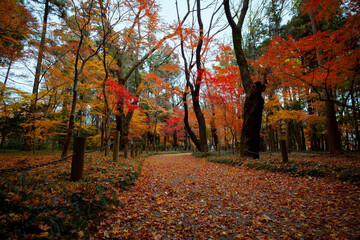 平林寺の紅葉