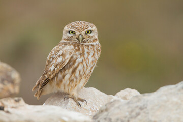 Woestijnsteenuil, Cucumiau, Athene noctua saharae