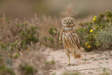 Woestijnsteenuil, Cucumiau, Athene noctua saharae