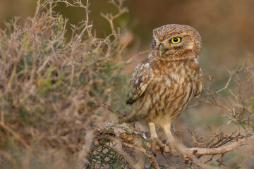 Woestijnsteenuil, Cucumiau, Athene noctua saharae