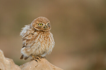 Woestijnsteenuil, Cucumiau, Athene noctua saharae