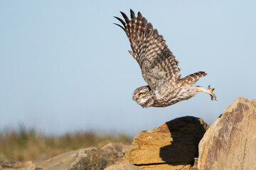 Steenuil, Little Owl, Athene noctua