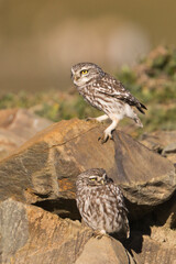 Steenuil, Little Owl, Athene noctua